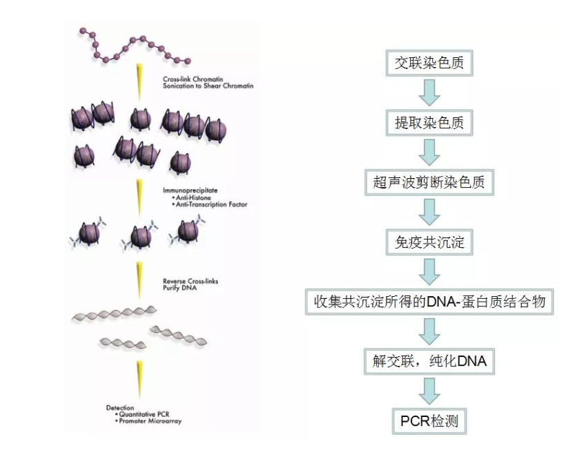 ChIP实验流程