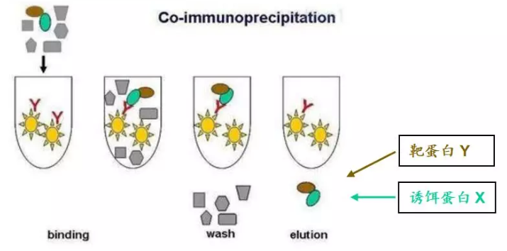 免疫共沉淀实验步骤